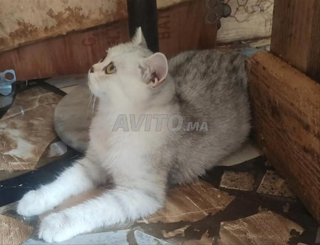 قطة بريتيش جميلة - 2
