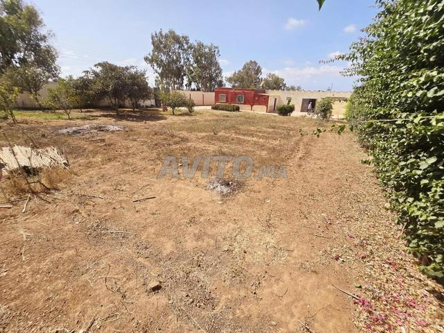 Petite ferme à vendre 1 000 m² / Beni Yakhlef