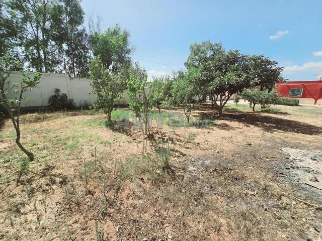 Petite ferme à vendre 1 000 m² / Beni Yakhlef - 2
