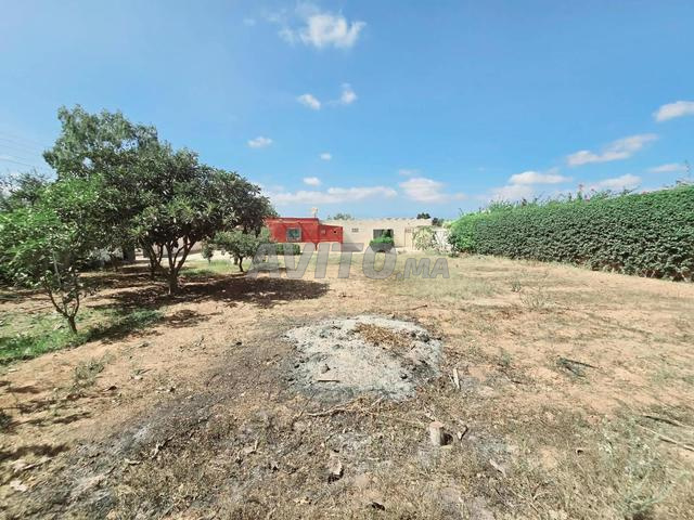 Petite ferme à vendre 1 000 m² / Beni Yakhlef