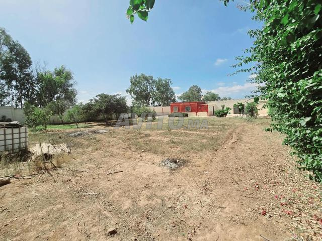 Petite ferme à vendre 1 000 m² / Beni Yakhlef