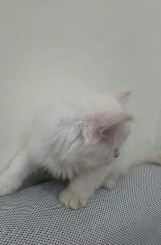 قط أبيض بعيون زرقاء نظيف جداً وخالٍ من أي حشرات