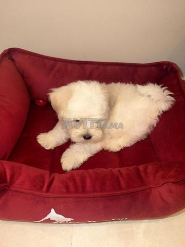 Bichon Maltais mâle - 2