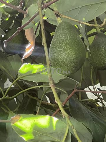 Avocat fuerte bio - 2
