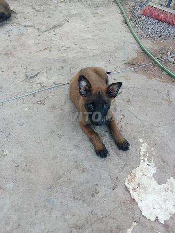 donne chiot de deux mois  - 2