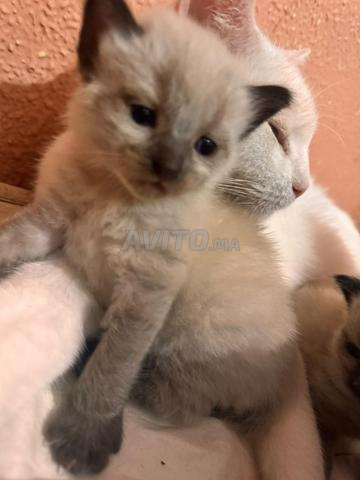 Angora pure - 2