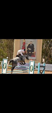 cheval marrocain de sport à vendre  - 2