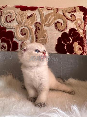 سكوتش فولد - 2