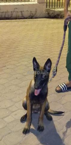 Malinois 4 mois, vaccinée complète - 2