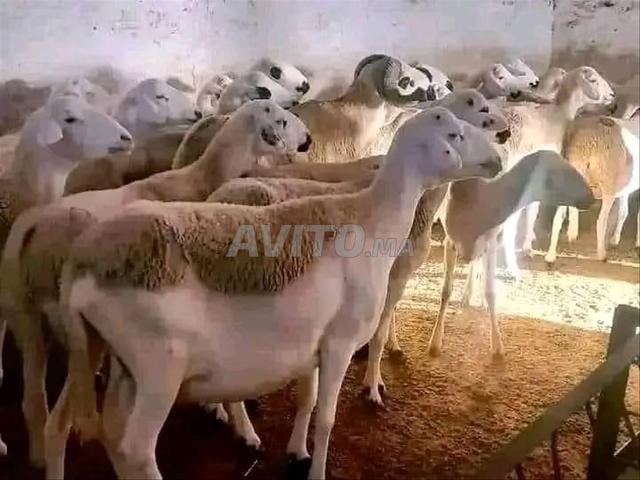 Mouton Sardi de bonne qualité à vendre, bon prix