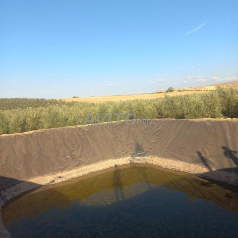 Une petite ferme d'olives - 2