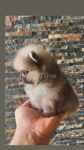 des chiots spitz pommeranian  - 2