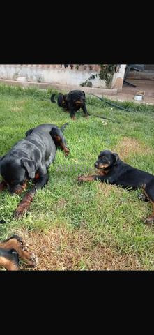 Je mets en vente mon rottweiler de 12 semaines