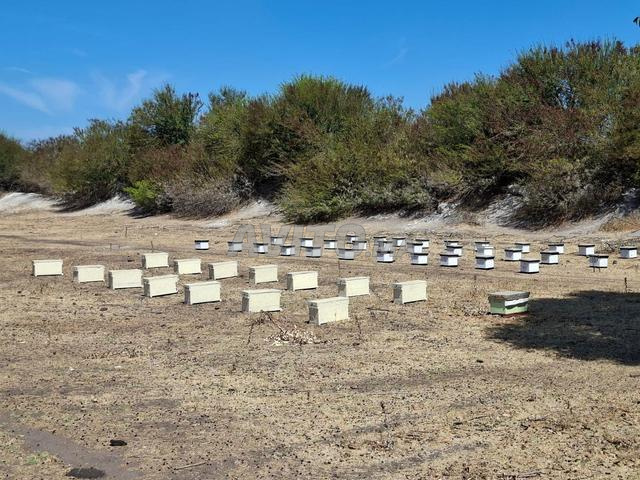 À vendre – 250 ruches d'abeilles actives, forêt de Kénitra. Le prix est 580DH par ruche negociable.