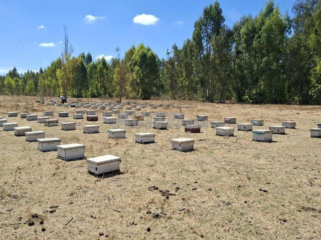 À vendre – 250 ruches d'abeilles actives, forêt de Kénitra. Le prix est 580DH par ruche negociable.