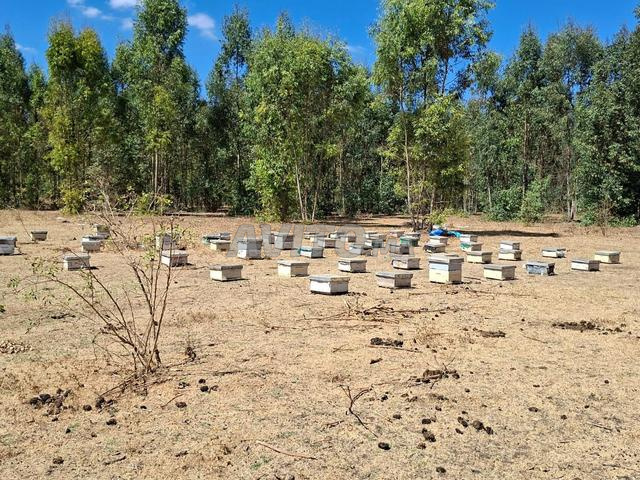 À vendre – 250 ruches d'abeilles actives, forêt de Kénitra. Le prix est 580DH par ruche negociable.