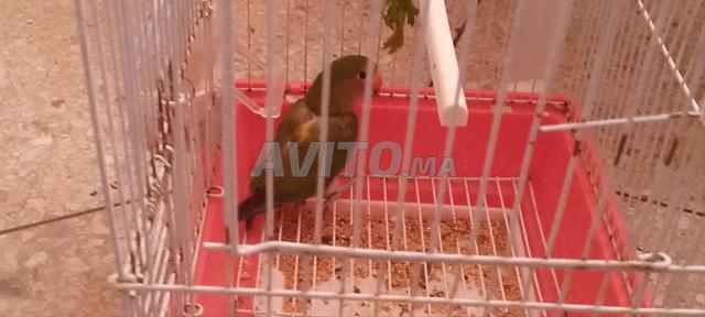 Oiseau Fischer mange et boit seul à vendre Sidi Boujda, Fès - 2