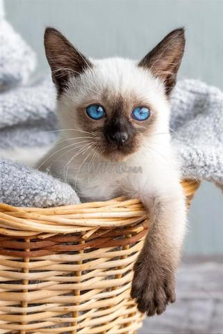 Chat siamois - 2