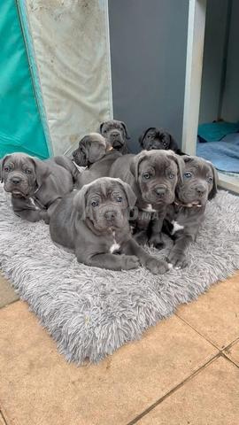 Magnifique portée de Cane Corso pedigree