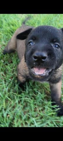 Chiens Malinois Charbonné à vendre