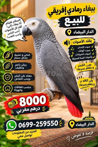 ببغاء رمادي إفريقي للبيع – الدار البيضاء