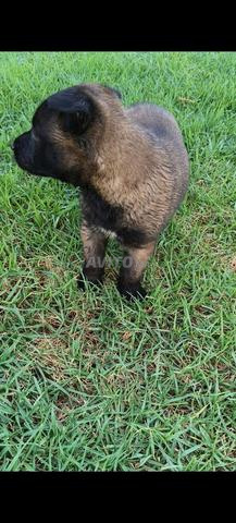 Chiens Malinois Charbonné à vendre - 2