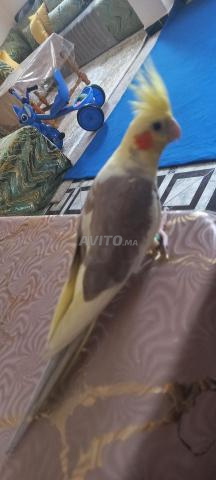 Femme Calopsitte de Marrakech disponible - 2