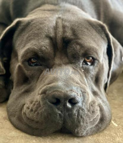 Magnifique Cane Corso mâle de 2,5 ans pour saillie