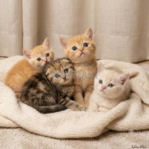 Chaton Scottish Fold et Scottish Straight