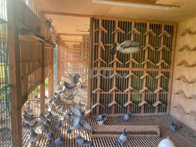 Colombiers en bois 3,5×3,5 m avec toit en zinc — 45 unités - 2