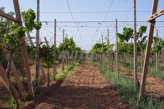 Ferme viticole 2,2 ha (Dalia) - 2