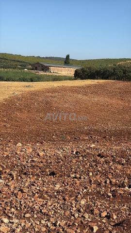 8 hectares à vendre - 2