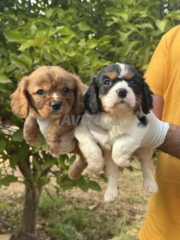 Magnifique chiot cavalier King Charles - 2