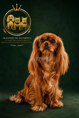 Magnifique chiot cavalier King Charles