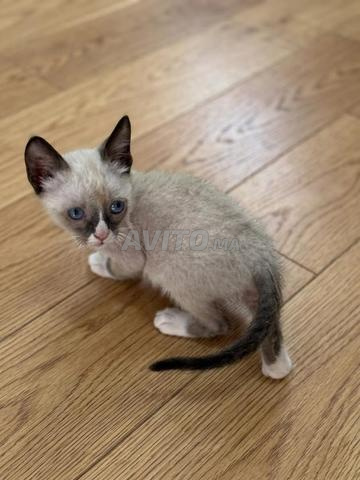 chatons siamois