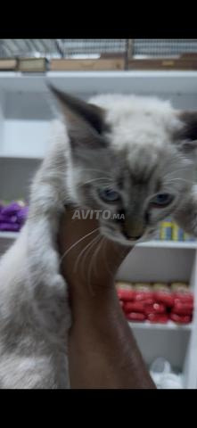 siamois tigre - 2