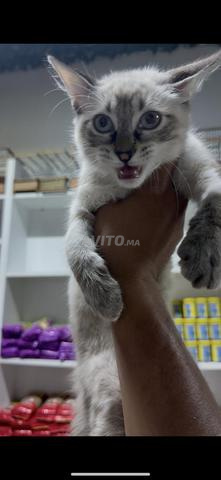 siamois tigre 