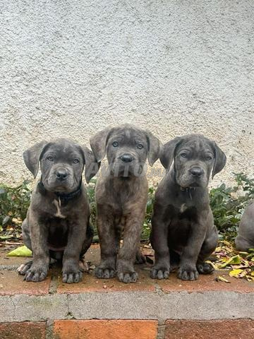 Magnifique portée de Cane Corso pedigree