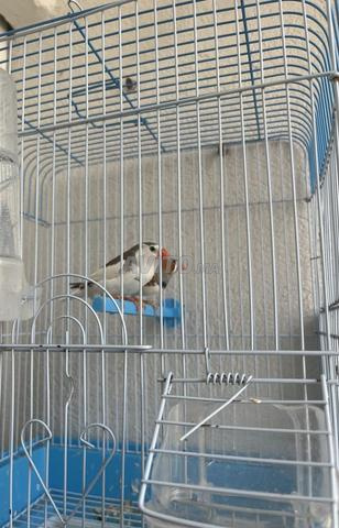 couple zébra finsh avec cage  - 2