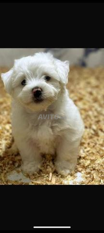 Bichon Maltais chiot