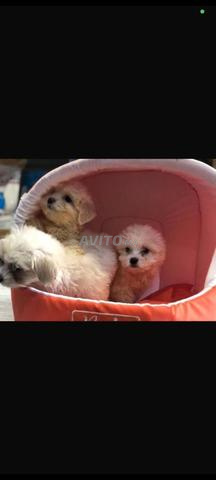 bichon maltais choit