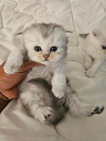 scottish fold chiot - 2
