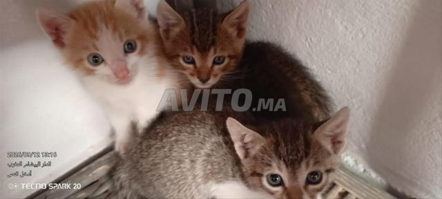 Petits chats à vendre, quatre - 2