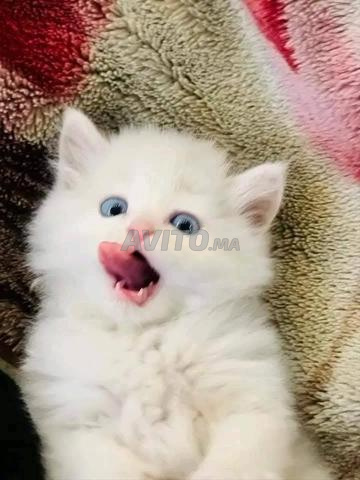 chat persan chinchilla - 2