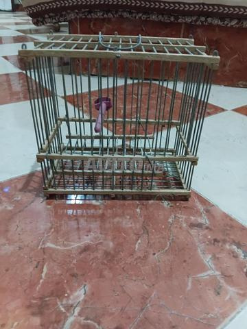Cage à canaris - 2
