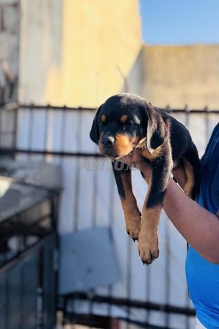 chiot Rottweiler - 2