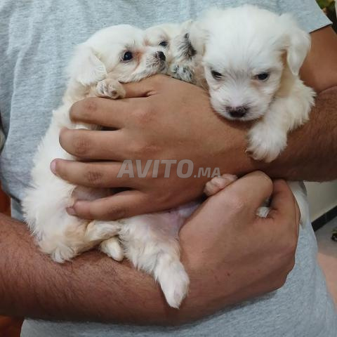 Bichon maltais - 2