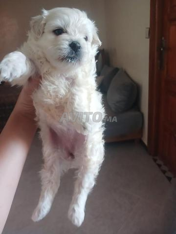 Bichon maltais