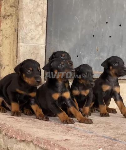 chiots doberman 45j noir mâle femelle à vendre - 2