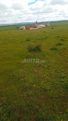 Terrain agricole 3,5 ha El hajeb Souk Sebt Jahjouh
